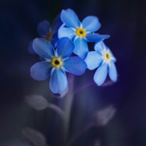 Bereavement and Loss